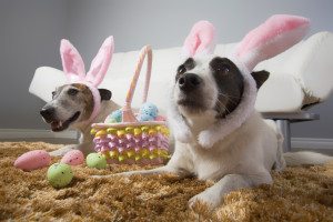 Easter Pet Poisons