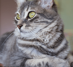 In-Home Pet Euthanasia Services in Denver: Cat Laying Down