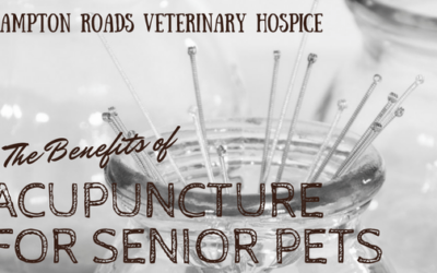 The Benefits of Acupuncture for Senior Pets