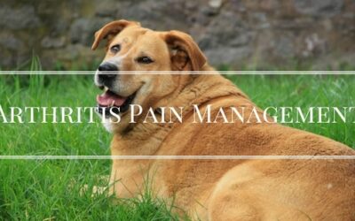 Full Circle Pain Management for Arthritis in Dogs & Cats