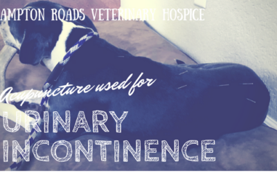 Pet Acupuncture for Urinary Incontinence