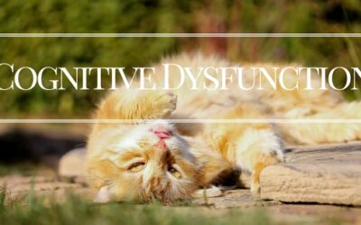 Cognitive Dysfunction in Pets