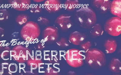The Benefits of Cranberries for Pets