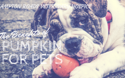 The Benefits of Pumpkin for Pets