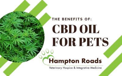 The Benefits of CBD Oil for Pets