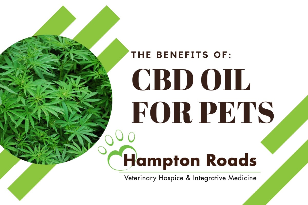 The Benefits Of Cbd Oil For Pets Hampton Roads Veterinary Hospice