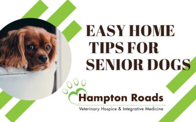 Helpful Home Modifications for Senior Dogs