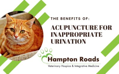 The Benefits of Acupuncture for Inappropriate Urination