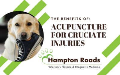 The Benefits of Acupuncture for Cruciate Injuries