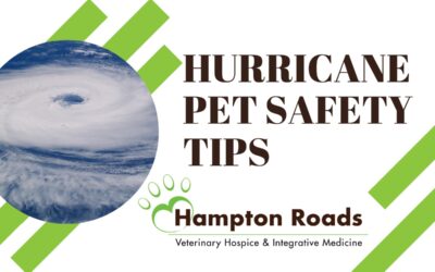 Hurricane Pet Safety Tips