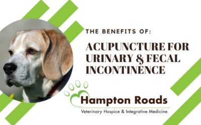 The Benefits of Acupuncture for Urinary & Fecal Incontinence