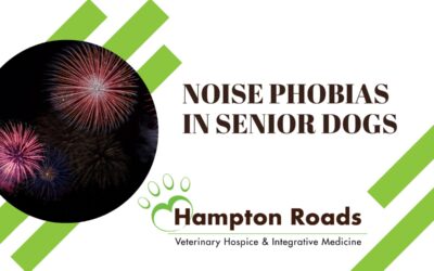 Noise Phobias in Senior Dogs