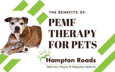 The Benefits of PEMF Therapy for Pets