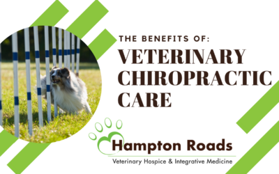 The Benefits of Veterinary Chiropractic Care