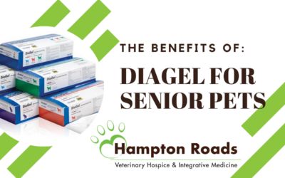 The Benefits of DiaGel for Senior Pets