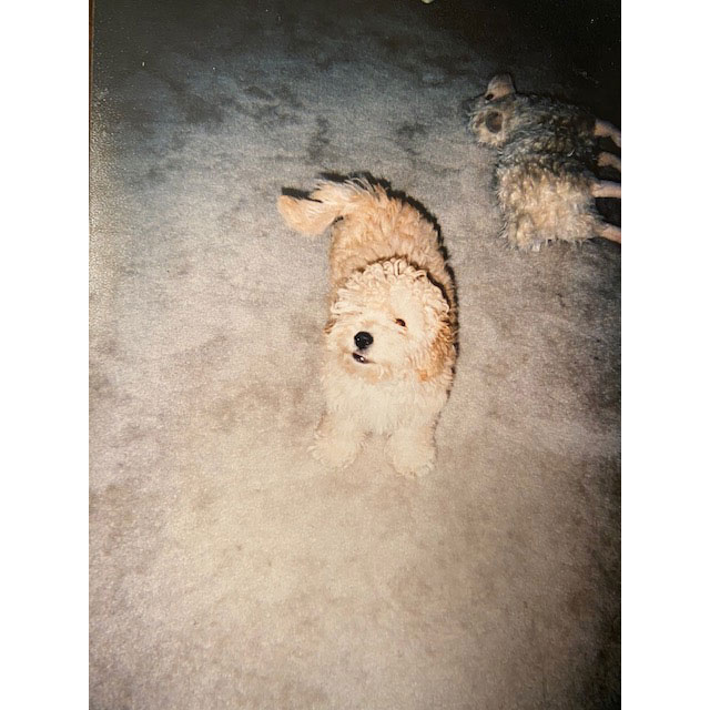 alfie