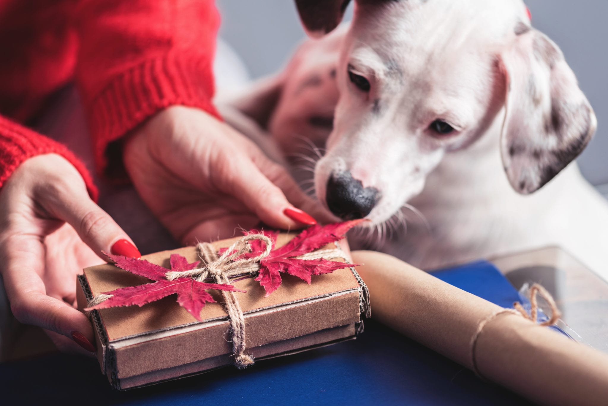 Sweetie surprising white pet dog looks curiously at the cardboard handmade  box as a Christmas gift.