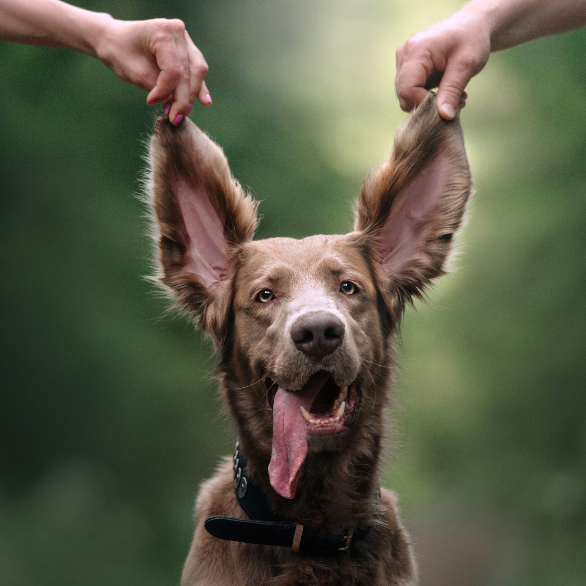 funny long haired weimaraner dog portrait with ears up in the air