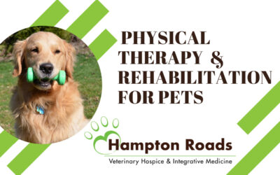 Physical Therapy & Rehabilitation for Pets