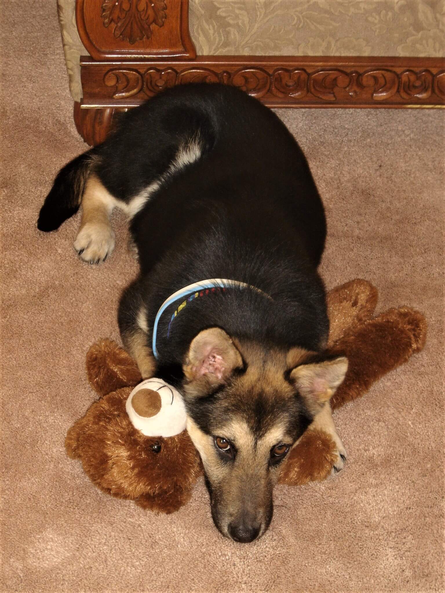 Jake's Favorite Toy