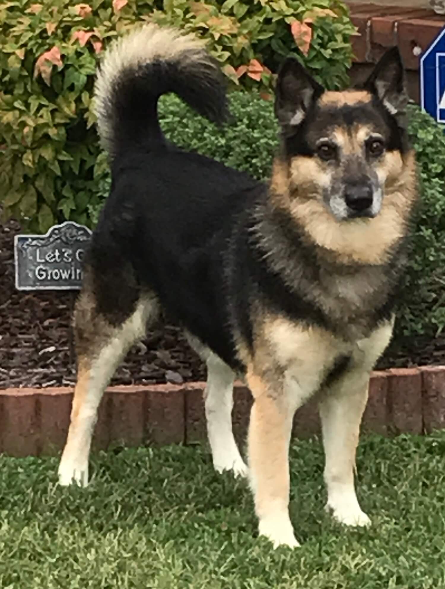 Jake in the Yard