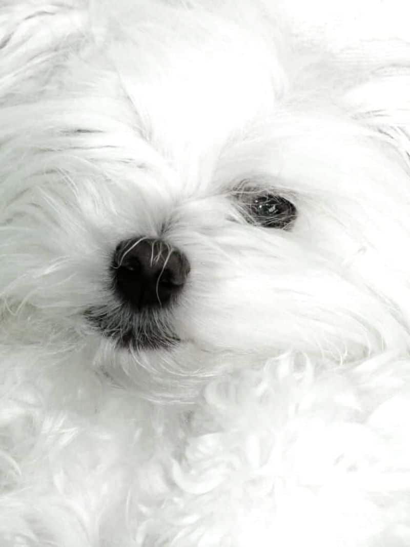 Princess Sophia-04
