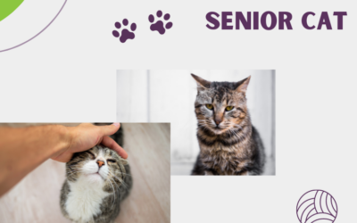 Caring for Your Senior Cat