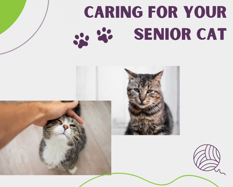 Comprehensive Guide to Senior Cat Care - Ensuring a Happy and Healthy Life