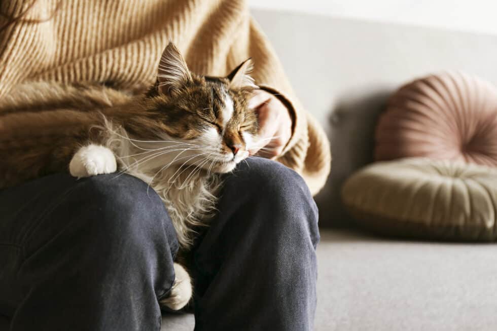 Hampton Roads Veterinary Hospice: In-Home End-of-Life Pet Care