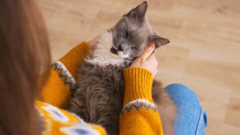 Hampton Roads Veterinary Hospice: In-Home Pet Hospice & Euthanasia