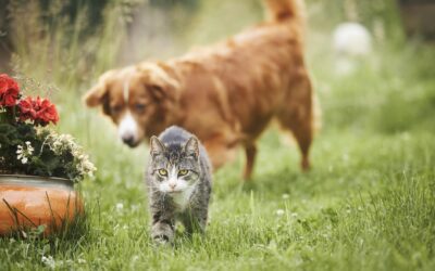 Spring Safety Advice for Senior Pets in Virginia Beach