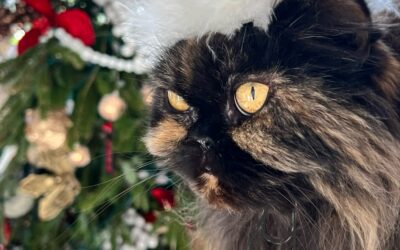 Kahlua