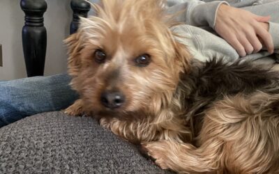 Scrappy