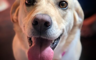 Gracie
